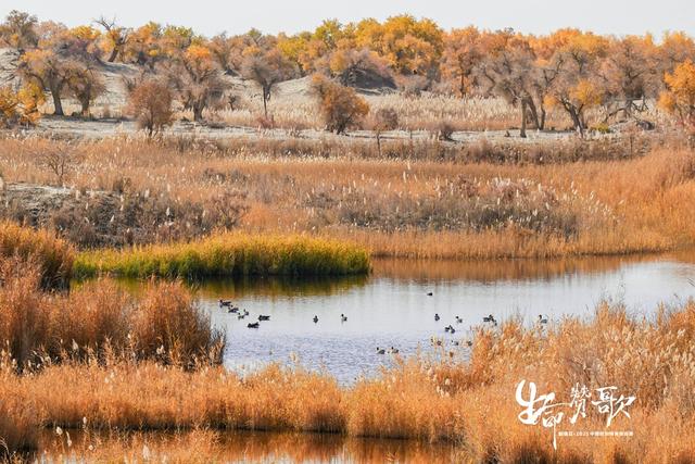 重返新疆，再铸辉煌 新瑞贝·2025中国纺织精英挑战赛走进大美尉犁