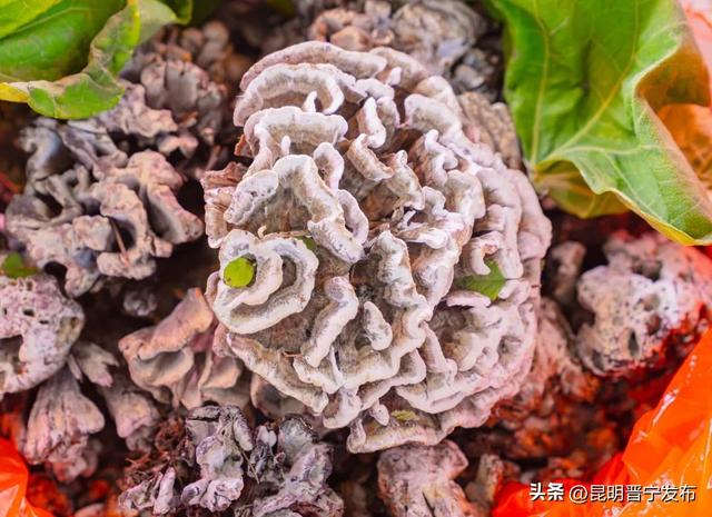 赏美景、尝美食……公交专线带您畅游晋宁