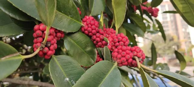 寻美薛城丨格外耀眼！大叶冬青红了，一起来龟山公园寻找冬日里的当“红”明星！