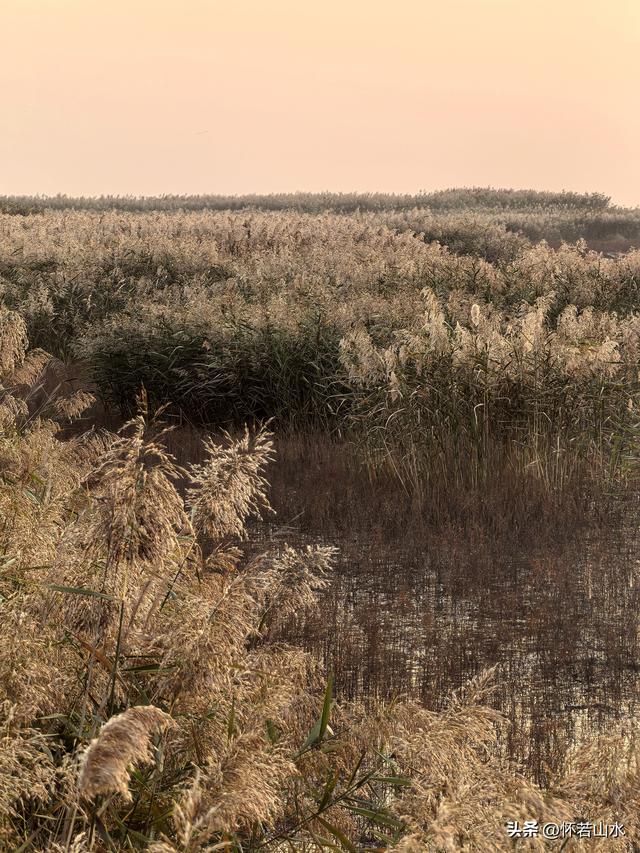 2025辽宁赏秋之旅日记(6)——到辽河口中国最北海岸线看日出 观鸟