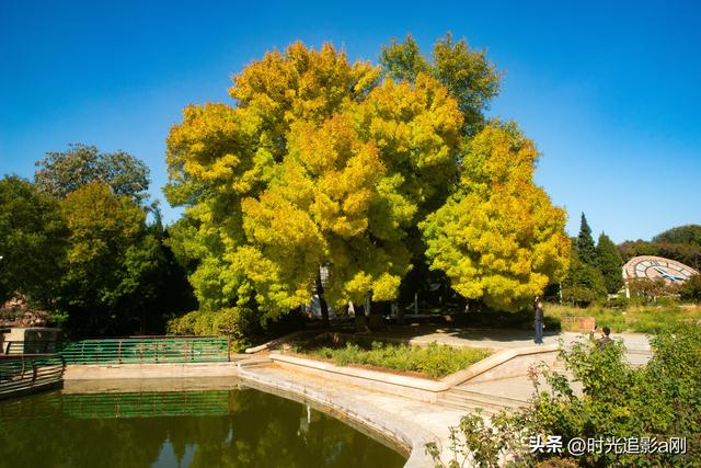 石家庄植物园的网红树，秋日里的鎏金童话