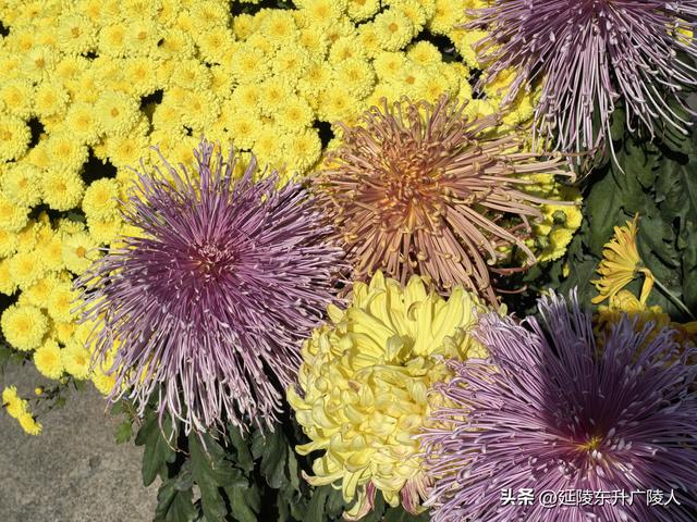 常州城东横山桥白龙观 冬日菊花节 采菊东篱下，悠然见横山