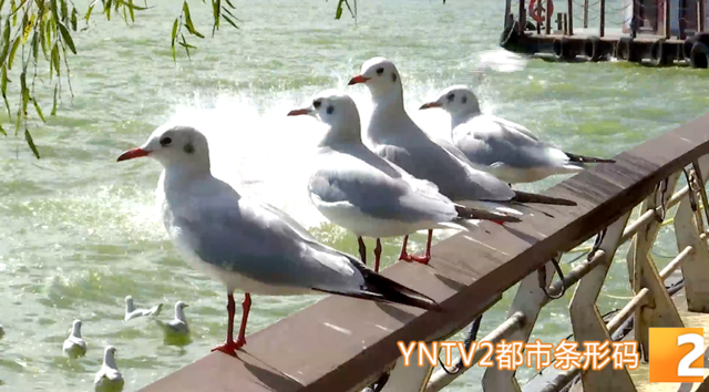 冬季限定！昆明海埂公园现新景观！鸥舞鱼跃人欢乐，快来打卡！