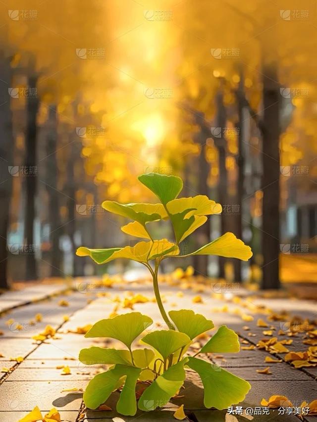 冬藏有期，幸有回甘