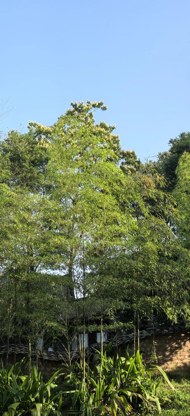 山合欢的光