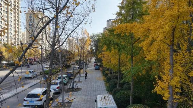 【寻美山东 寻美聊城】聊城阳谷，一树银杏 满城温柔！