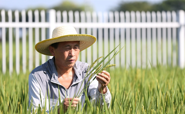 农民也能评正高级职称？从浙江山东到辽宁，多地推行释放什么信号