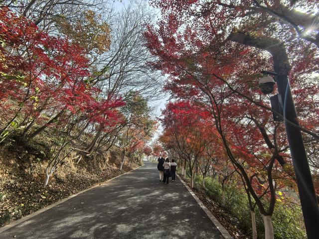 南京栖霞山一日徒步，游千年古刹，看漫山红叶