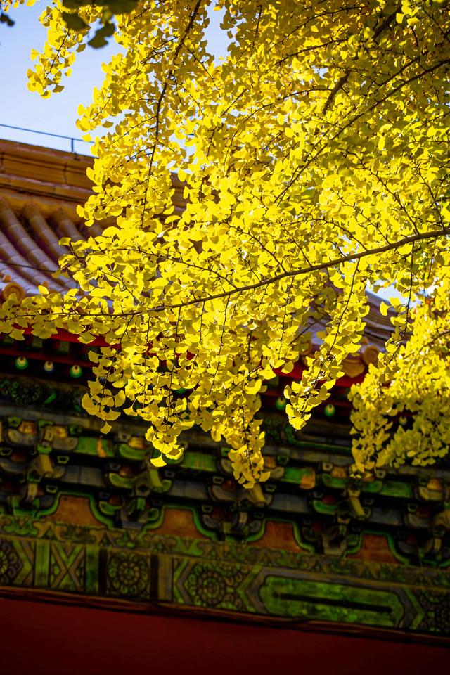 中山公园赏银杏