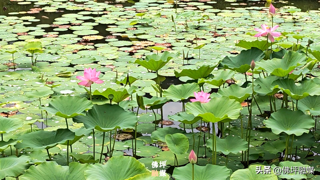 荷塘入画！风摇荷影暗香浮，王家湾里觅清凉