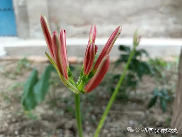 【江苏】刘志华：九月美景