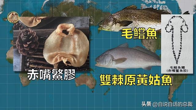 鳘鱼花胶 2025年鳘鱼花胶做法