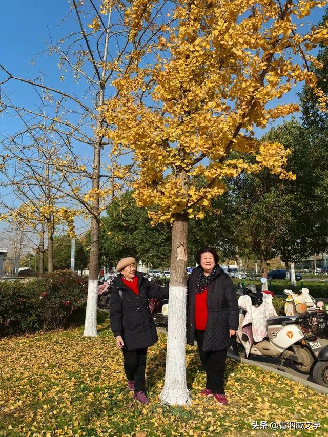 盘龙悠远银杏黄 水中学友情谊长