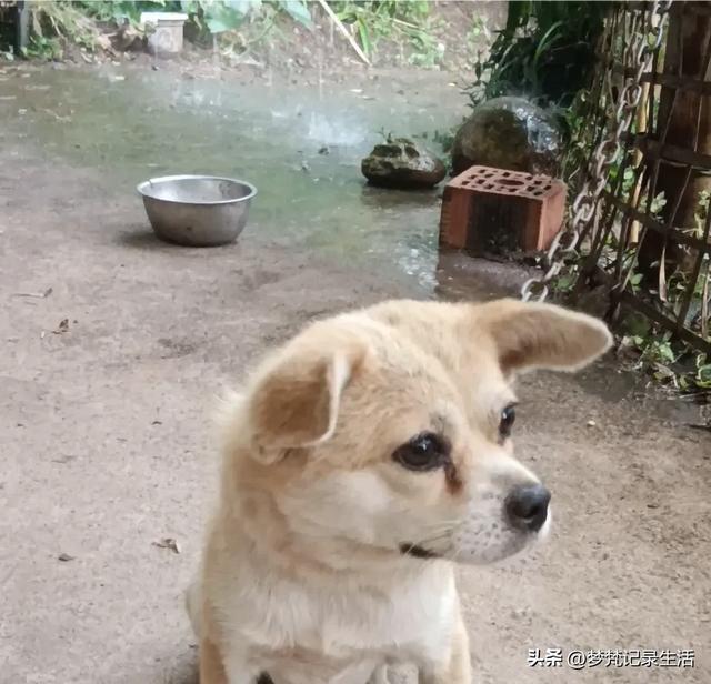 70多岁的老娘像个拼命三郎,一个人在雨天漫步拥抱大自然感觉不错