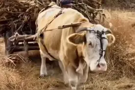 牛马图片