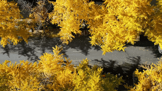 昆明冬日限定的金色浪漫，已加载完成！就藏在昆明这条街……