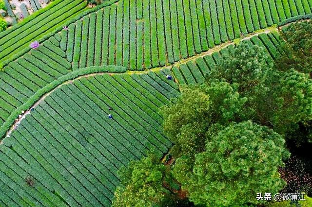 “骑”遇惊喜，快来成都蒲江“醉氧”绿道，开启你的追风之旅！