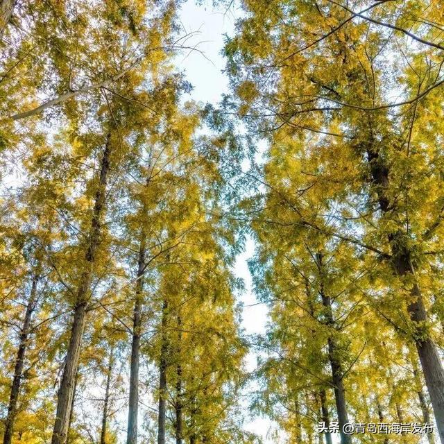 唐岛湾，美得如此满分！