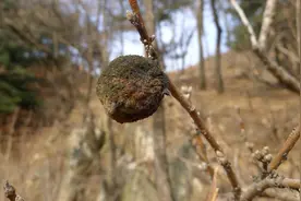 老话说：一桃压百魅，一枭镇千邪，枭是什么？有何妙用？了解下图片