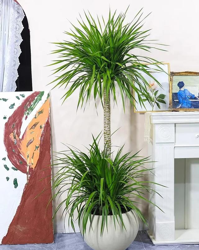 客厅见树，十有九富！“9种树”放在客厅，个顶个的吉祥，大气