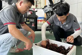 小龙虾有多受欢迎，200万公斤小龙虾将从湖北走向全国图片