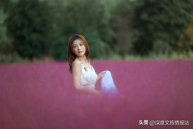 太粉了！太美了！苏州秋日的限定浪漫，是这片“粉色云雾”给的~