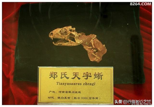 山东行游影记（35）—平邑天宇自然博物馆（十）
