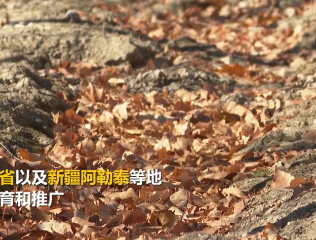 被牛羊啃食导致即将灭绝！1996年，专家在盐湖边发现400棵