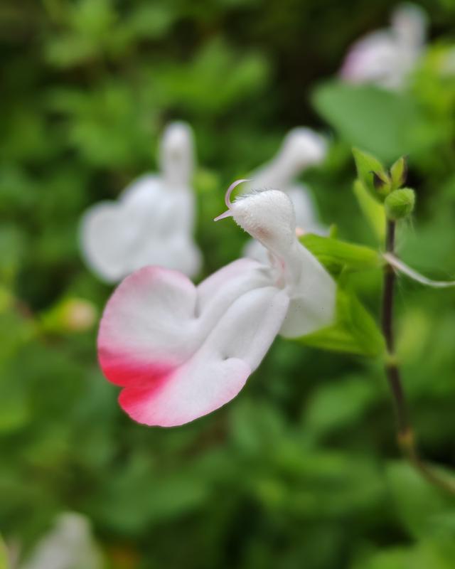 繁花似锦的秋天