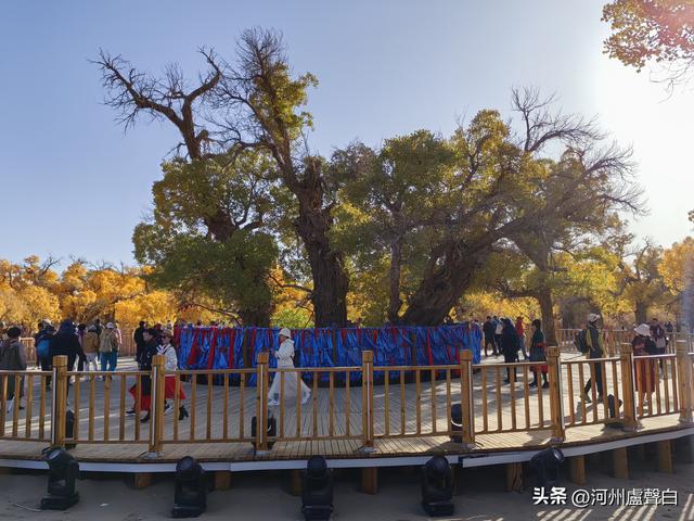 额济纳旗胡杨林