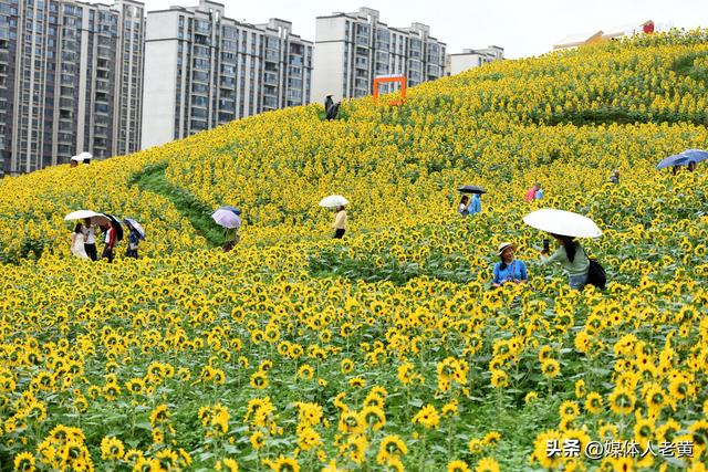 六盘水明湖百余亩花田盛开引游客赏花入画来