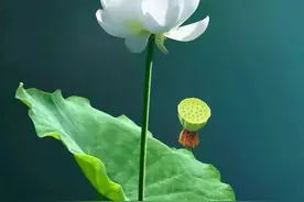 为什么对最亲的人总爱发脾气？怎样做到不乱发脾气？图片