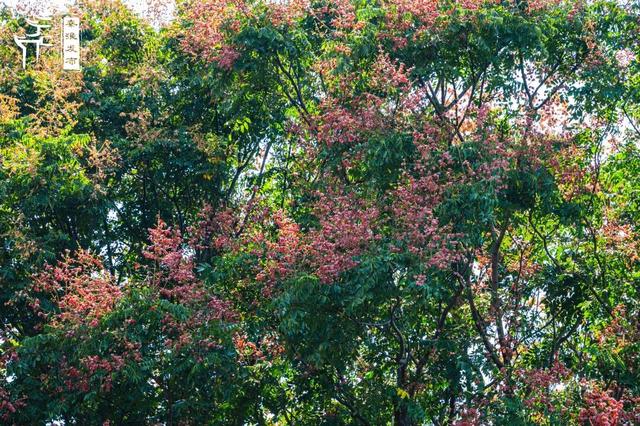 花样秦淮｜栾花绽放金秋至