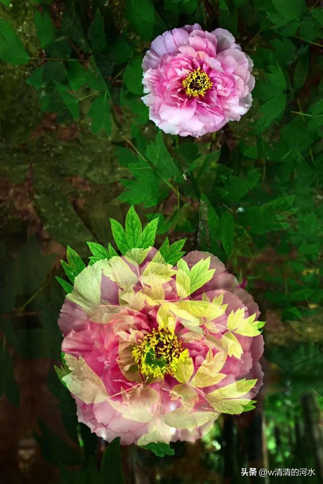 极美洛阳城牡丹迎春吐蕾绽放