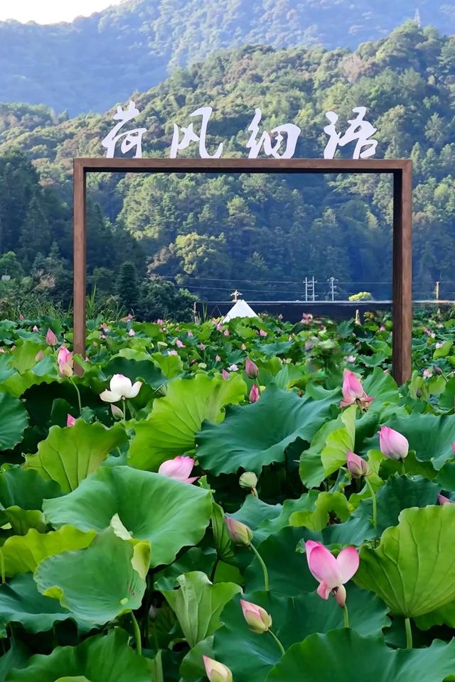 第五届，即将开启！快来武平捷文体验“美芝芝”的一天~