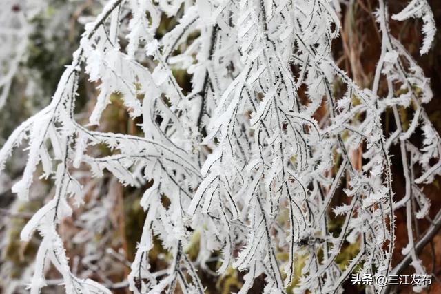 寒潮“炫技”成功！三江这地方浪漫值拉满