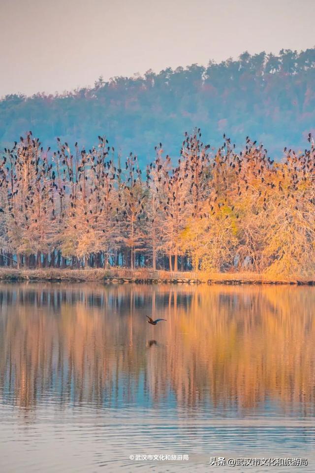 沙漠踏雪，只在武汉，最佳观赏期到了！