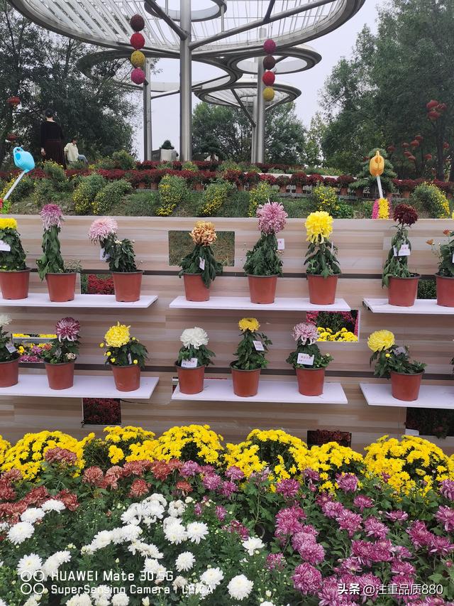 今年唐山南湖菊展从规模到品种在我印象中是多年来的第一次