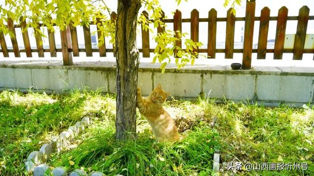 又见奇村 | 你知道吗？南高藏着一个“窑洞秘境”！