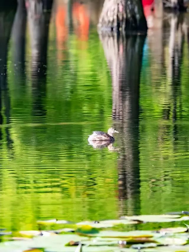 红了红了！成都的水杉迎来最美的季节！