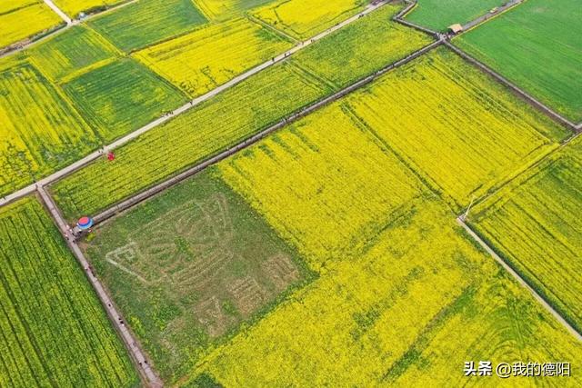 黄了!德阳人彻底坐不住了!这个周末就去!