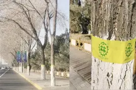 树木缠上黄色“腰带” 防治园林植物病虫害图片