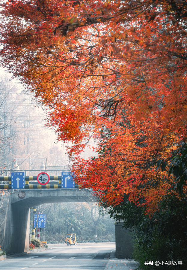又一5A景区官宣永久免费！年入数亿，关键是秋天美到词穷！