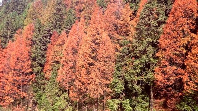 冬日来信｜在渠县秀岭春天，赴一场红叶与茶山的温柔邂逅