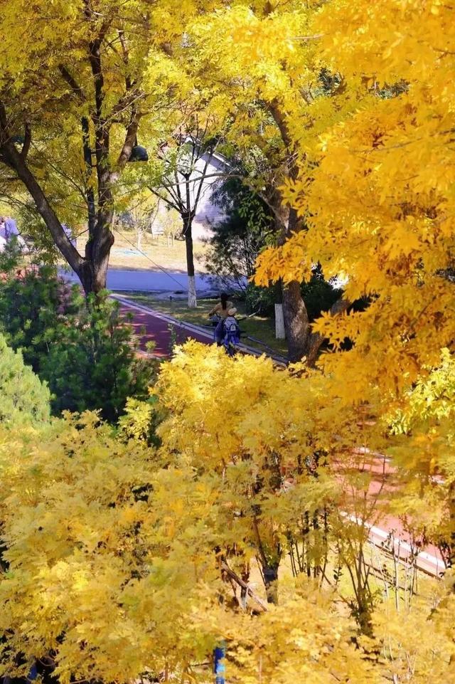 太原市迎泽区：金秋迎泽｜银杏绘就的时光画卷