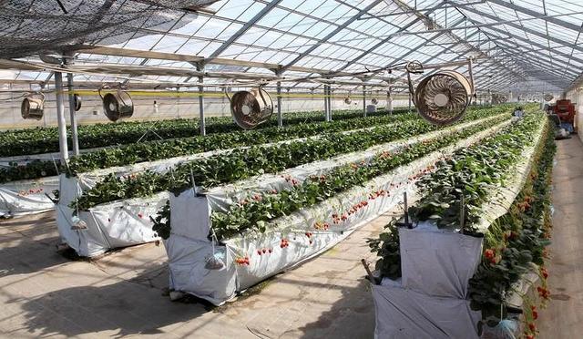 东京采草莓景点10选:新宿、涩谷当日来回、多样草莓品种吃到饱