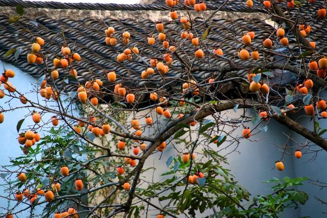 西安人考察和兰州，直言不讳：兰州人和苏州人气质截然不同