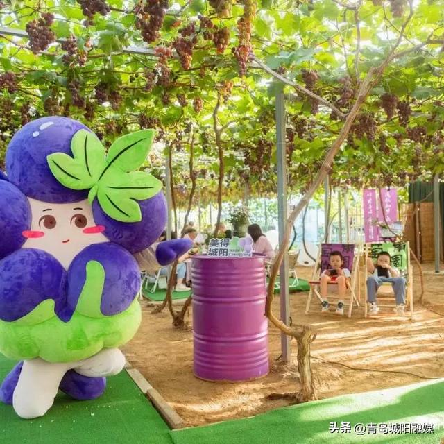 城阳宫家村葡萄季甜蜜来袭，采摘攻略请收好！
