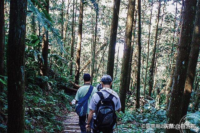 秋天已渐渐带来凉意，让有些树叶渐渐有了「红颜」