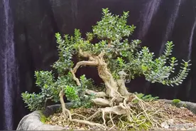 黄杨奇葩新贵——凤米赛珍珠图片